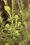 Coastal plain goldenaster